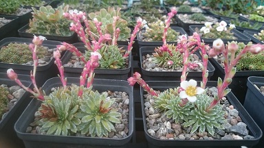 Saxifraga scardica - 8cm pot 
